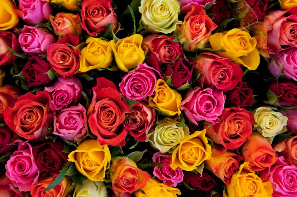 Fleuriste près de Rixheim 