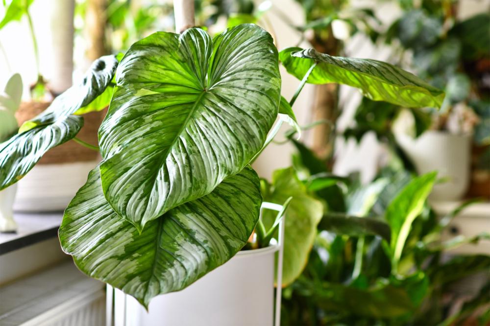 Achat plante près de Rixheim 